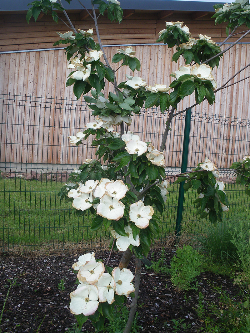 cornus-x-venus