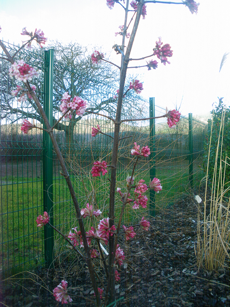 floraison-hivernale