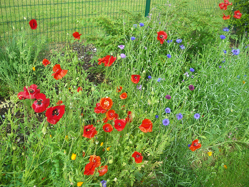 prairie-fleurie