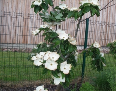 cornus-x-venus